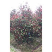 供有大規(guī)格紅葉石楠8公分到10公分到12公分100支
