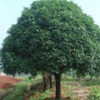 供有大規(guī)格桂花3米/3.5米/4米/4.5米冠幅1000支