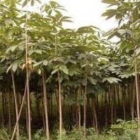 河北供應(yīng)七葉樹價格 10公分12公分七葉樹價格