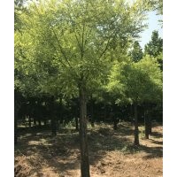 供應(yīng)黃金槐