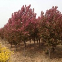 苗圃直銷紅寶石海棠、西府海棠、紫葉李