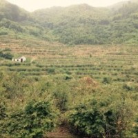 雞爪槭7/8/9/10/11/12單規(guī)格可整車出售