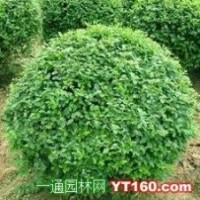 獨(dú)桿榆葉梅 獨(dú)桿黃楊球