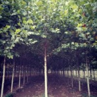 出售法桐、白蠟