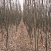 5公分垂柳價格8公分垂柳價格10公分垂柳價格