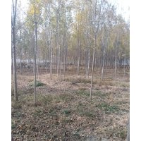 國(guó)槐白臘法桐常年供應(yīng)規(guī)格齊全