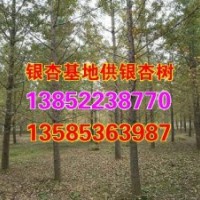 銀杏樹|興隆銀杏|銀杏樹價格表