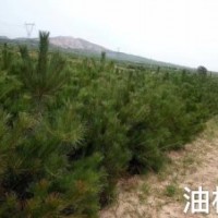 出售1.5米油松，1.5米油松價格，油松數(shù)量