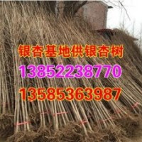 批發(fā)邳州銀杏樹(shù),邳州銀杏樹(shù),興隆銀杏(多圖)