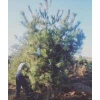 天津市薊州苗木基地