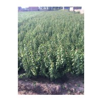 供應山杏苗文冠果苗 五角楓苗