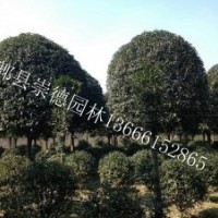 成都精品低價八月桂