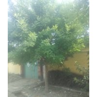 大量供應(yīng)各種苗木