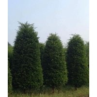 出售圓柱造型紅豆杉樹(shù)