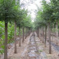 出售白蠟法桐國(guó)槐海棠牡丹石榴紅櫸