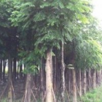 四川成都截桿欒樹基地欒樹價(jià)格欒樹直銷20公分欒樹報(bào)價(jià)