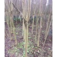 低價處理一批8公分老紫薇