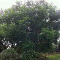 四川崇德園林藍(lán)花楹基地 精品藍(lán)花楹 低價(jià)出售