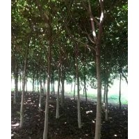 供，流蘇，黃櫨，欒樹，紫葉李，黃山欒，五角楓，銀杏，青桐，法