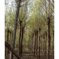 銷售新疆楊，樟河柳，垂柳，金絲柳，河北楊，毛白楊，國槐
