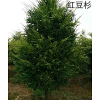 2-18公分羅漢松、2-15公分紅豆杉