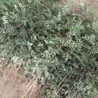供應(yīng)花椒苗*花椒苗價格