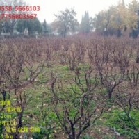 牡丹苗木大量供應(yīng) 各種規(guī)格 歡迎選購