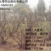 牡丹苗木 1.5m稀有苗木 保證開花 價(jià)格享受超低價(jià)