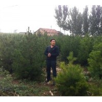 供應占地油松 白皮松