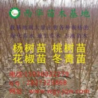 107楊樹(shù)苗、花椒苗、桃樹(shù)苗、梨樹(shù)苗、國(guó)槐、法桐低價(jià)處理