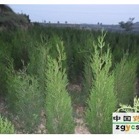 大量供側(cè)柏苗 山西營養(yǎng)袋側(cè)柏苗