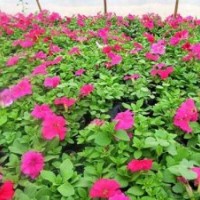 買草花到山一花卉苗木_草花_寧夏草花上門服務(wù)