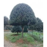 桂花價(jià)格、湖南桂花價(jià)格、桂花小苗價(jià)格、湖南桂花、桂花樹(shù)價(jià)格