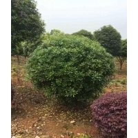 批發(fā)湖南海桐小苗 精品海桐球 海桐球價格