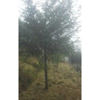 全國紅豆杉種植中心