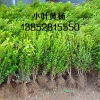 高度30公分小葉黃楊價(jià)格