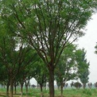 國(guó)槐河北國(guó)槐