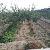 國槐，白皮松，花椒苗，連翹苗，文冠果，核桃苗