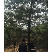 專(zhuān)業(yè)出售1米-6米油松13834398007