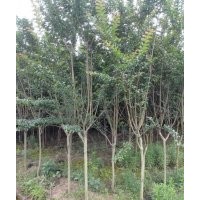 百日紅小苗價格是多少？規(guī)格都有多大的？