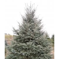 供應(yīng)青白芊云杉、沈陽柏樹、密枝紅皮等東北苗木