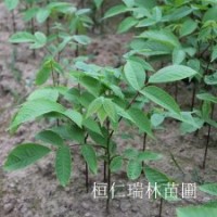 東北核桃楸苗、核桃楸樹苗、山核桃苗批發(fā)