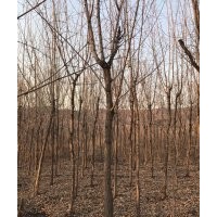供應(yīng)五角楓、元寶楓、糖槭