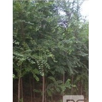 博野縣豐林苗圃場(chǎng)大量出售榆樹(shù)