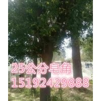 12公分皂角報(bào)價(jià)、16公分皂角報(bào)價(jià)