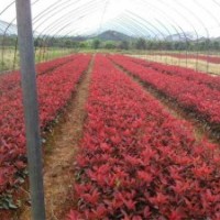 安徽肥西紅葉石楠小苗，紅花繼木小苗，大葉黃楊小苗，海桐小苗價(jià)