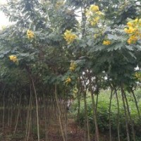 綠化苗木儀花，袋苗，胸經(jīng)6一9公分，冠幅1.5米