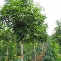 北欒基地河北北欒樹基地,菏澤北欒基地,亞太園林(圖)