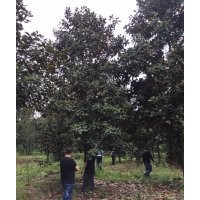 成都精品廣玉蘭