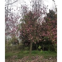 成都精品紫玉蘭